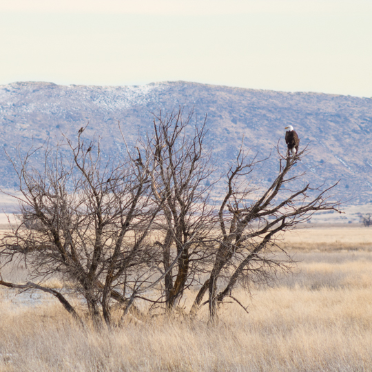 Bald Eagle