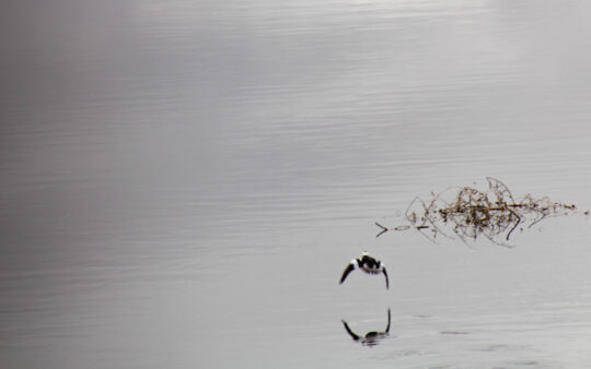 duck flying